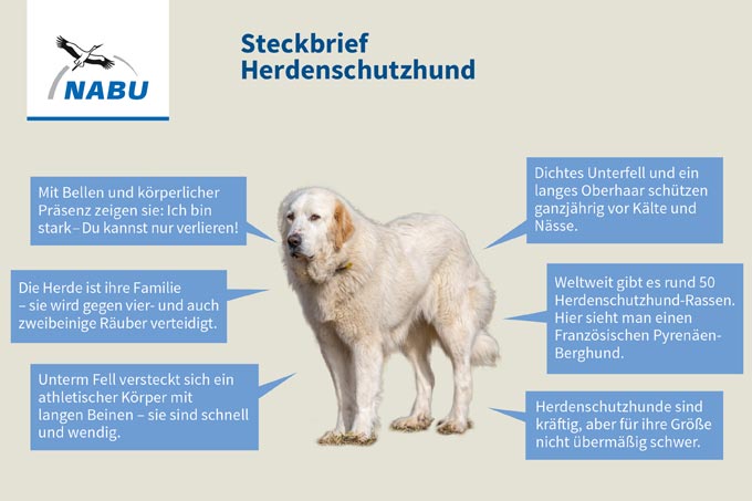 Steckbrief Herdenschutzhund - Grafik: NABU/Dirk Heider