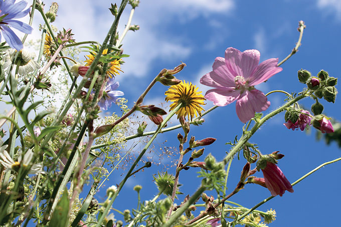 Sommerblumen - Foto: Ina Ebert