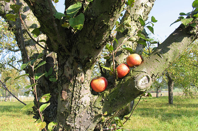 Zwischen die alten Baumveteranen der NABU-Streuobstwiese bei Bad Lausick wurden unlängst viele hochstämmige Obstbäume nachgepflanzt. Auch Purpurroter Cousinot und Weißer Winterglockenapfel bereichern nun die Vielfalt auf der Obstwiese. - Foto: Ina Ebert