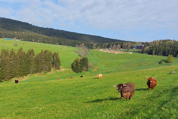 Ferienhäuser auf geschützter Wiese in Oberwiesenthal? - Foto: Hallfarth