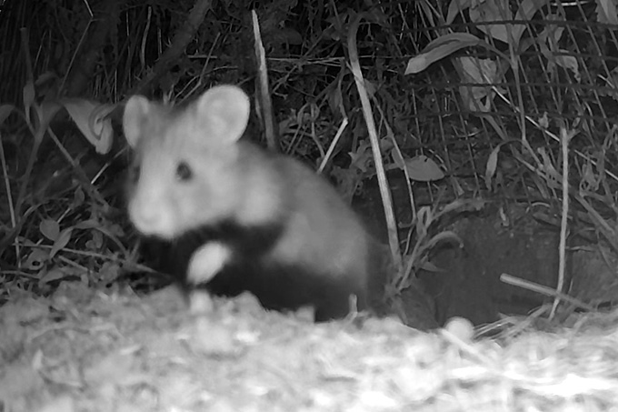 Feldhamsterjungtier auf der Auswilderungsfläche-Nachtaufnahme Wildtierkamera- Foto: Zoo Leipzig