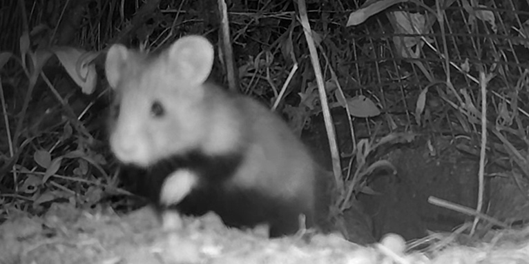 Feldhamsterjungtier auf der Auswilderungsfläche-Nachtaufnahme Wildtierkamera- Foto: Zoo Leipzig