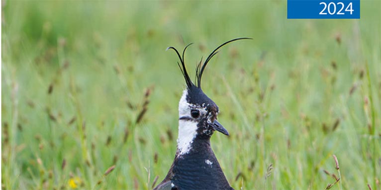 250303 2024 Ornithologische-mitteilungen 766x383