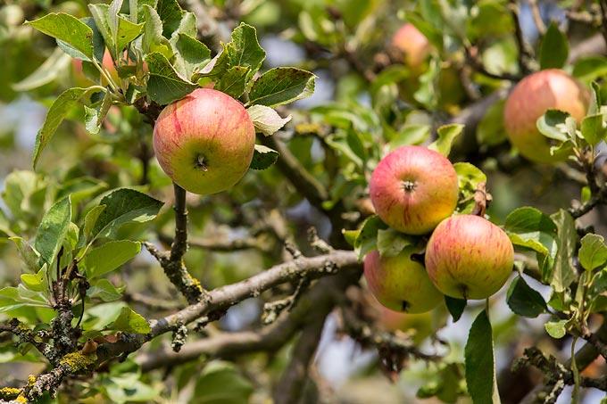 Streuobst-Äpfel - Foto: Jana Jablonski