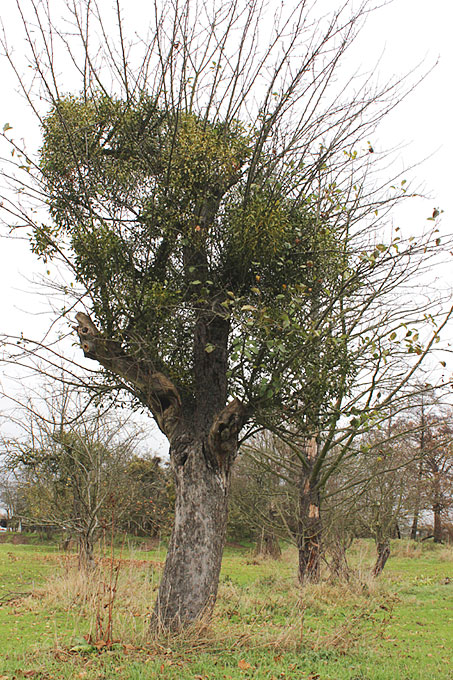 Dieser alte Apfelbaum mit starkem Mistelbefall auf einer Streuobstwiese in Hainichen ist nicht mehr zu retten - Foto: Ina Ebert