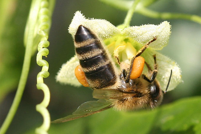 Honigbiene an Roter Zaunrübe - Foto: Helge May