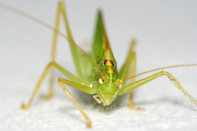 Gemeine Eichenschrecke (Männchen)  - Foto: Helge May