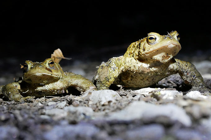 Erdkröten auf Wanderschaft - Foto: Rainer Pietsch