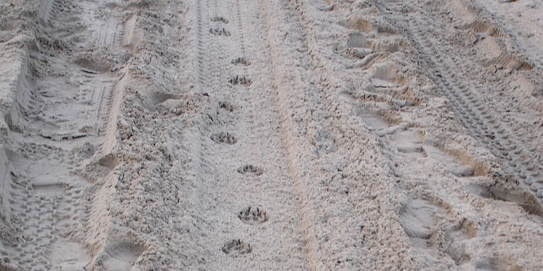 Wolfsspur im Sand - Foto: Czilla Bertoti
