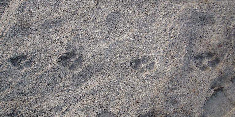 Wolfsspur im Sand - Foto: Czilla Bertoti