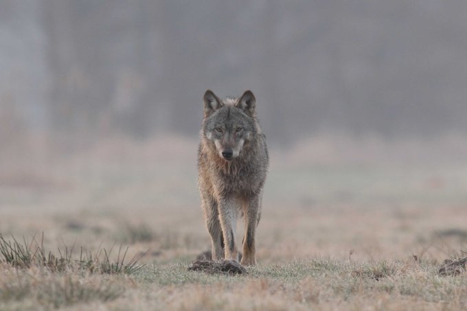 Nach aktuellem Wolfsmonitoring leben 31 Rudel, vier Paare und ein territoriales Einzeltier im Freistaat Sachsen. – Foto: Michael Hamann