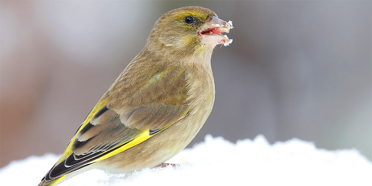 Grünfink im Schnee - Foto: Frank Derer