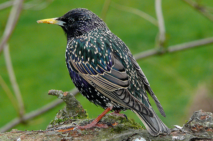 Der Star wechselt wie viele andere Vogelarten sein „Kleid“. Das Federkleid eines jungen adulten (erwachsenen) Stars ist dicht mit Punkten übersät, der Schnabel dunkel. Im Laufe der Zeit brechen diese weißen Spitzen durch Abnutzung ab, das Gefieder wird immer dunkler, behält aber seinen metallischen Schimmer. Bis zum Frühjahr färbt sich der Schnabel mehr oder weniger gelb. - Foto: Reimund Francke