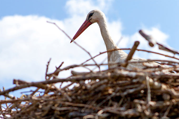 Weißstorch im Nest - Foto: NABU/Felix Paulin