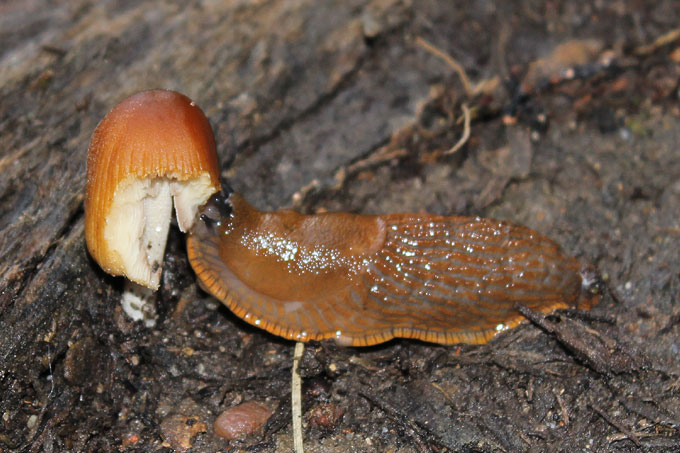 Eine Nacktschnecke der Gattung Arion aus der Familie der Wegschnecken frisst einen Pilz - Foto: Ina Ebert
