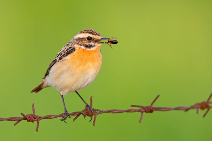 Braunkehlchen - Foto: NABU/Mathias Schäf