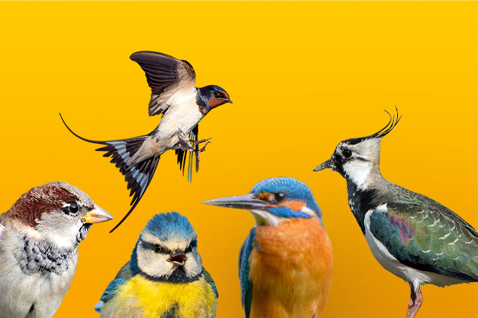 Fünf Kandidaten der Hauptwahl zum Vogel des Jahres 2021 Foto: NABU