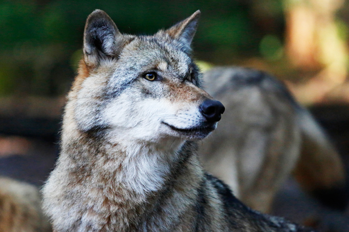 Wolfporträt, Foto: Thomas Pusch