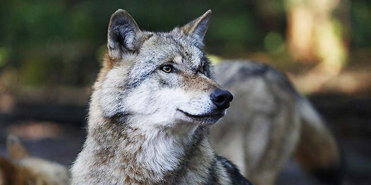 Wolfportraet, Foto: Thomas Pusch