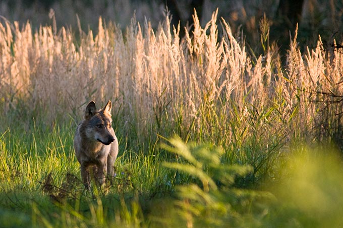 Rüde des Daubitzer Wolfsrudels - Foto: Jan Noack