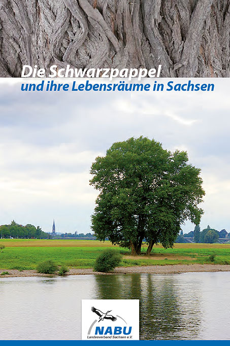 Die Schwarzpappel und ihre Lebensräume in Sachsen