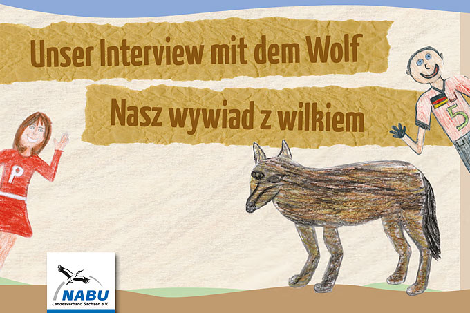 Unser Interview mit dem Wolf – Nasz wywiad z wilkiem