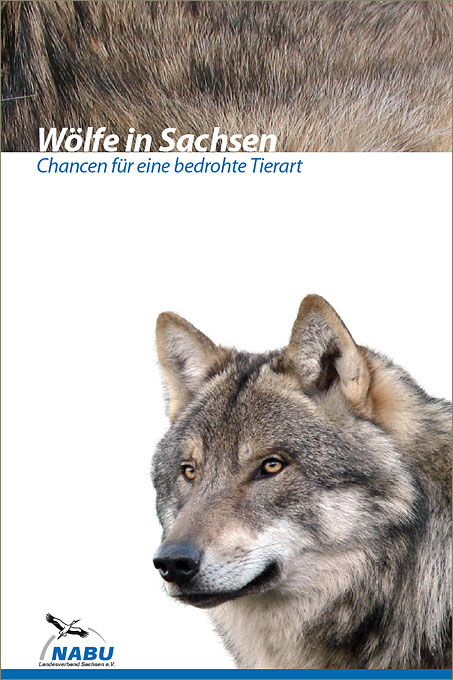 Wölfe in Sachsen - Chancen für eine bedrohte Tierart