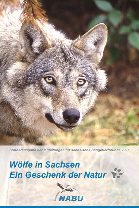 Wölfe in Sachsen – Ein Geschenk der Natur