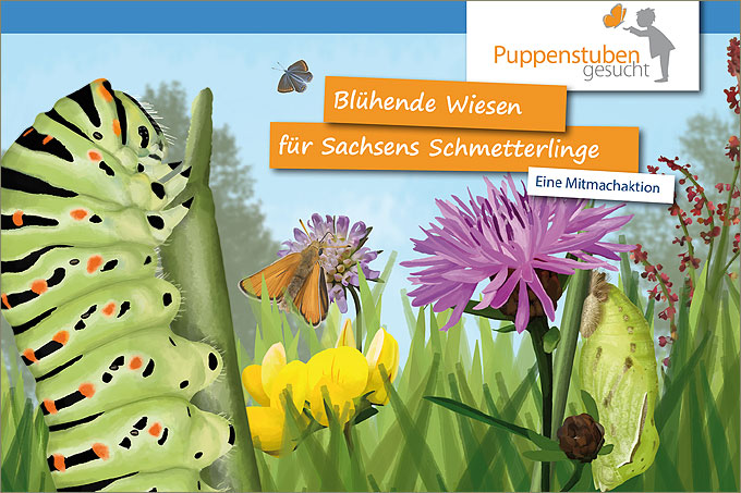 Puppenstuben gesucht – Blühende Wiesen für Sachsens Schmetterlinge - Grafik: Uwe Schroeder