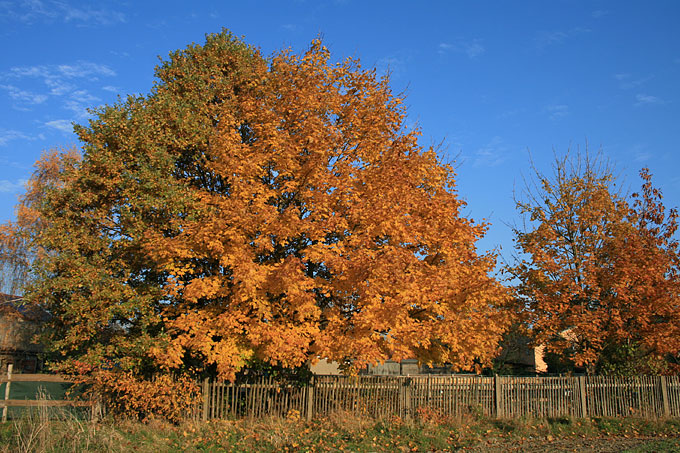 Bäume im Herbst - Foto: Ina Ebert