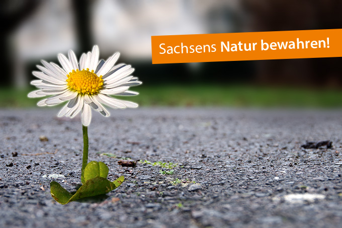 Petition – Sachsens Natur bewahren!