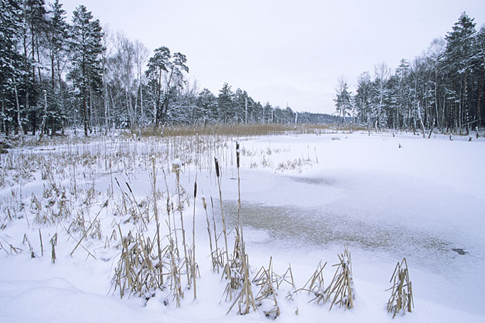 Winterliches Moor im Zadlitzbruch im Presseler Heidewald- und Moorgebiet - Foto: Dr. Arndt Asperger