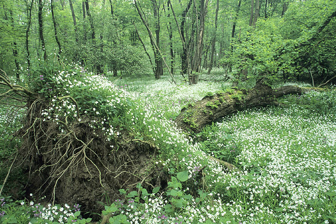 Im Frühling blüht die Echte Sternmiere im Auwald - Foto: Dr. Arndt Asperger