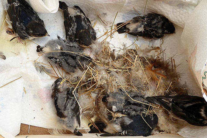 Die Nester dieser Schwalben wurden im Sommer 2017 in Oschatz abgeschlagen. Nicht alle Pfleglinge überlebten den Absturz. Das Team der Wildvogelhilfe des NABU Leipzig kümmert sich um die Pfleglinge. - Karsten Peterlein, NABU Leipzig