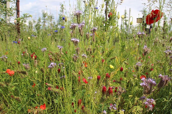 Blühstreifen erhöhen die Biodiversität in der Landwirtschaft. - Foto: Philipp Steuer
