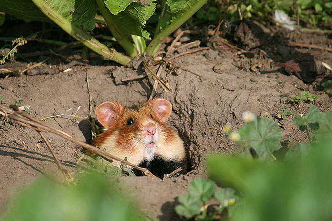 Hamster - Foto: Ina Ebert