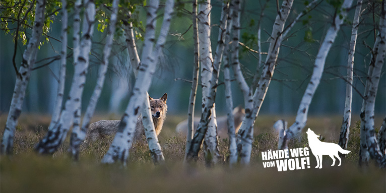 Wolf hinter Birken - Hände weg vom Wolf! - Foto: Heiko Anders