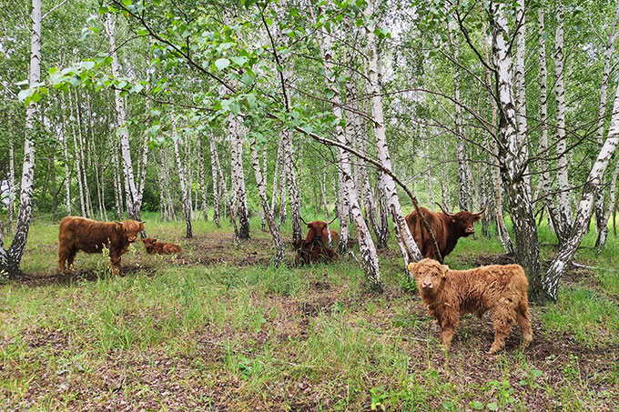Rinder im Naturschutzgebiet „Kulkwitzer Lachen“ - Foto: Juliane Grießbach