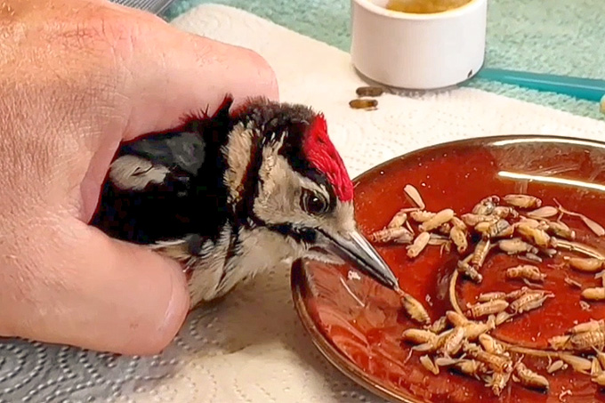 Fütterung eines traumatisierten Buntspechts in der Wildvogelhilfe Leipzig - Foto: Wildvogelhilfe Leipzig