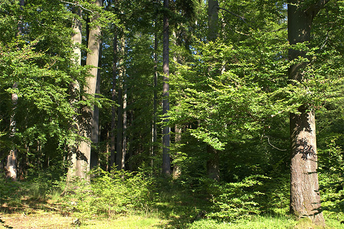 Naturwaldzelle (Buchenwaldgesellschaft) im Erzgebirge - Foto: Matthias Scheffler