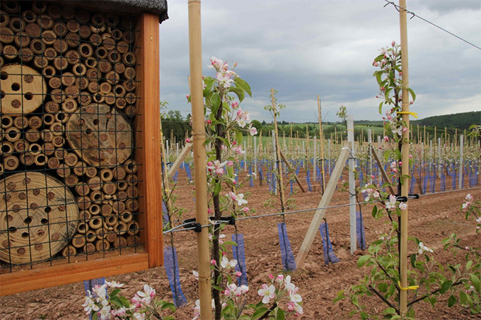 Voll belegter Wildbienenkasten im ersten Jahr in einer Neuanlage in Ebenheit 2021. – Foto: Philipp Steuer
