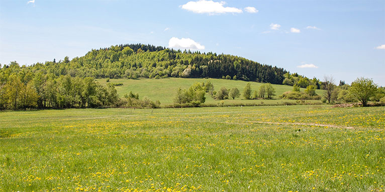 Sattelbergwiese, Ost-Erzgebirge. Foto: Prof. Hans-Jürgen Hardtke