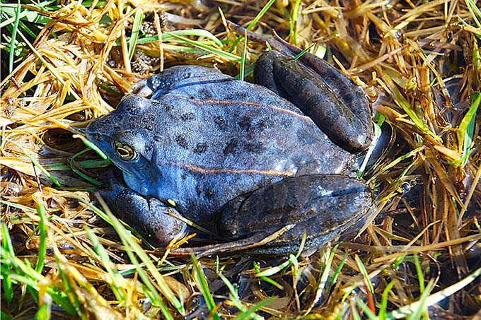 Moorfrosch im Balzkleid. Foto: Wolf-Rüdiger Grosse