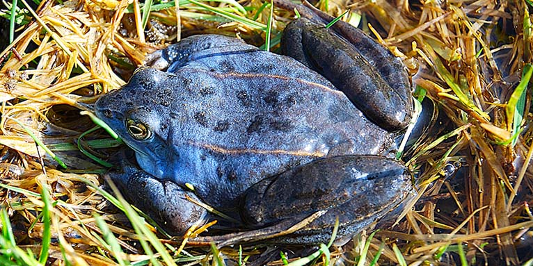 Moorfrosch im Balzkleid. Foto: Wolf-Rüdiger Grosse