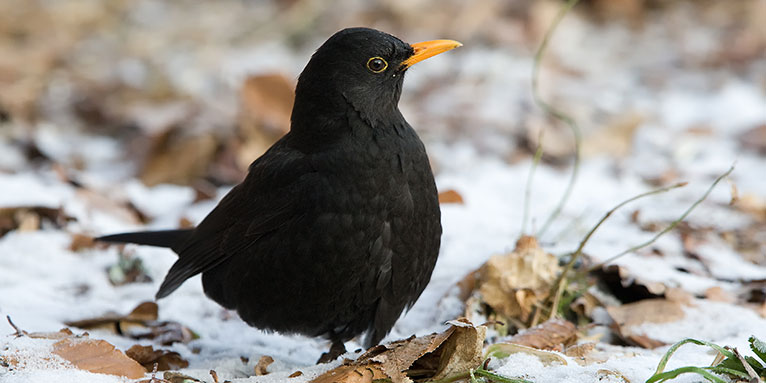 2025 wurden bei der "Stunde der Wintervögel" 18 Prozent weniger Amseln in Sachsen gezählt. Foto: Frank Derer