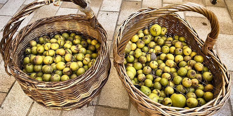 Korb mit Holzbirnen. Foto: Dr. Michael Schlitt