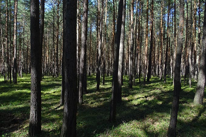 Wald in Schleife