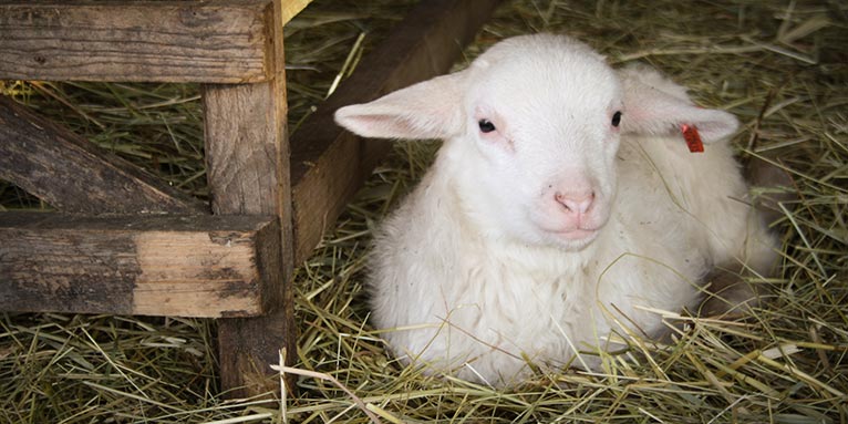 Lamm. Foto: Linda Schöttge