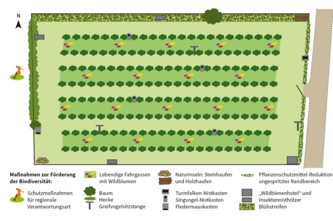 Schematische Darstellung der Musteranlage für den konventionellen Obstanbau – Grafik: NABU/Amélie Dupuy-Cailloux