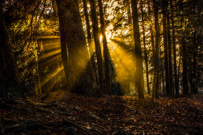 Sonnenaufgang im Wald  Foto: NABU/Tobias Gmeiner